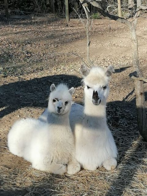 Parc animalier des Gorges de l\'Ardèche