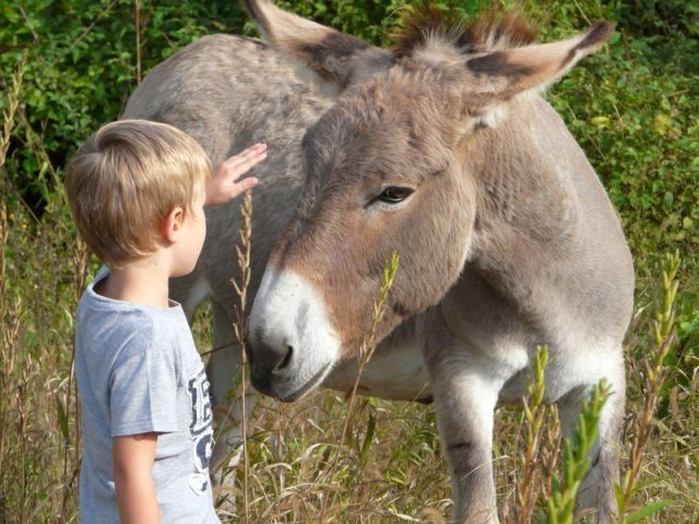 Randonnée avec un âne - Carab\'âne