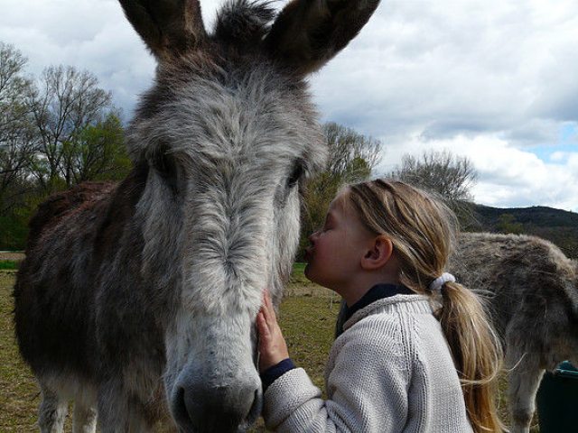 Randonnée avec un âne - Carab\'âne