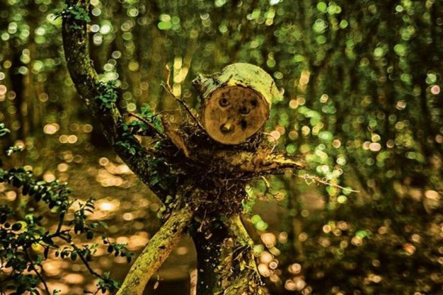 La Forêt des Jeux