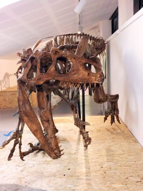 Atelier/Visite au Muséum - Dinosaures, fouilles et moulages