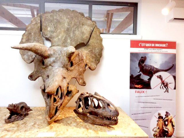 Atelier/Visite au Muséum - Dinosaures, fouilles et moulages