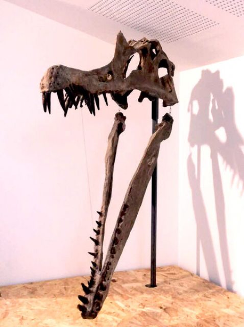 Atelier/Visite au Muséum - Dinosaures, fouilles et moulages